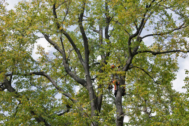 How Our Tree Care Process Works  in  Franklin, TN